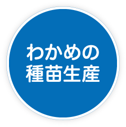 わかめの種苗生産