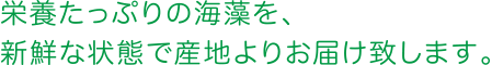 栄養たっぷりの海藻を、新鮮な状態で産地よりお届け致します。